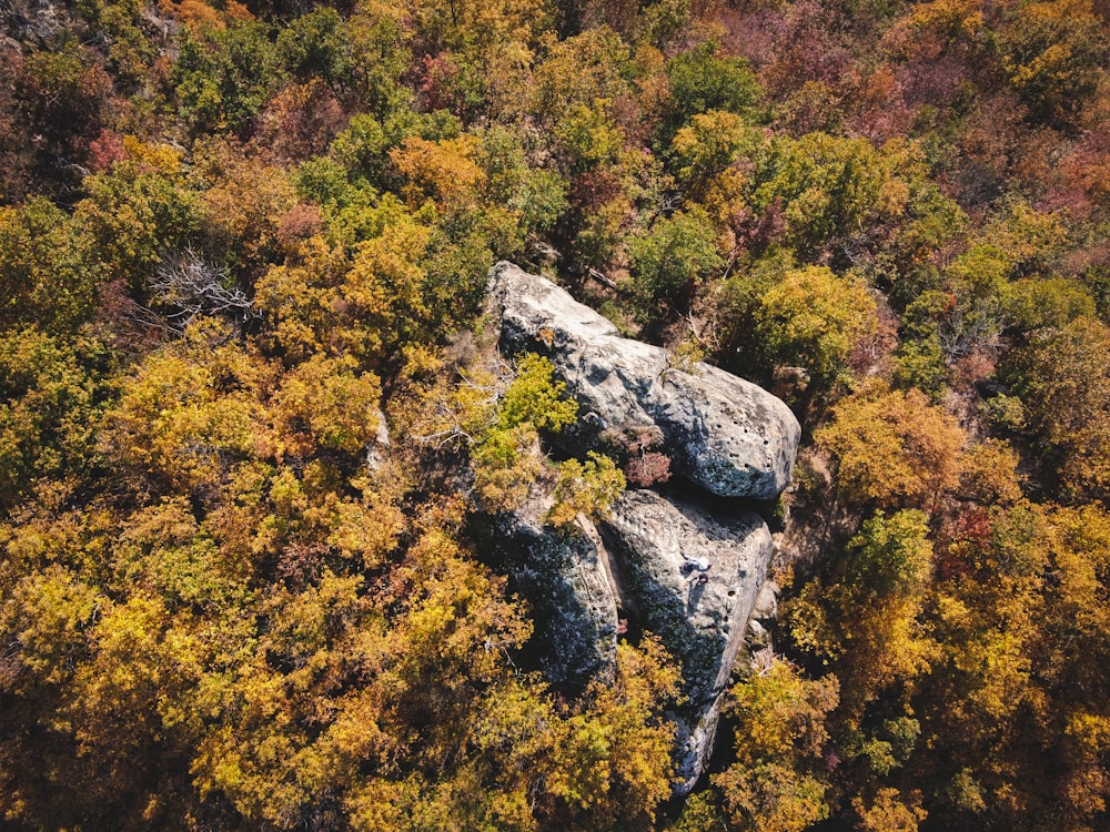 yellow and green trees during daytime