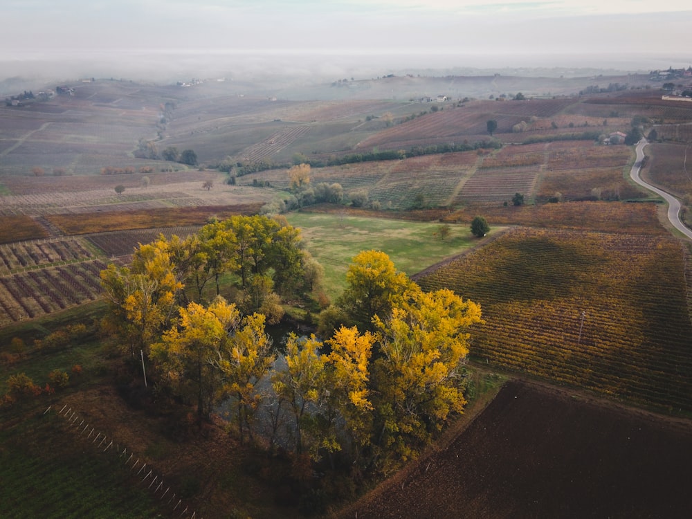 green trees on brown field during daytime