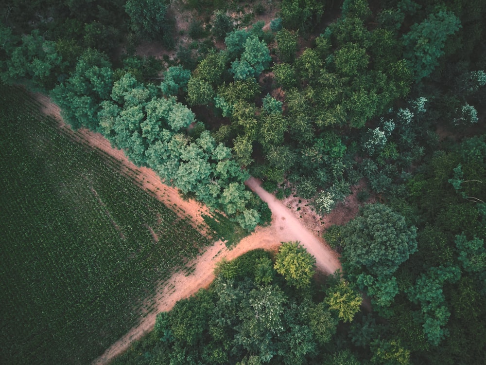 aerial view of green trees