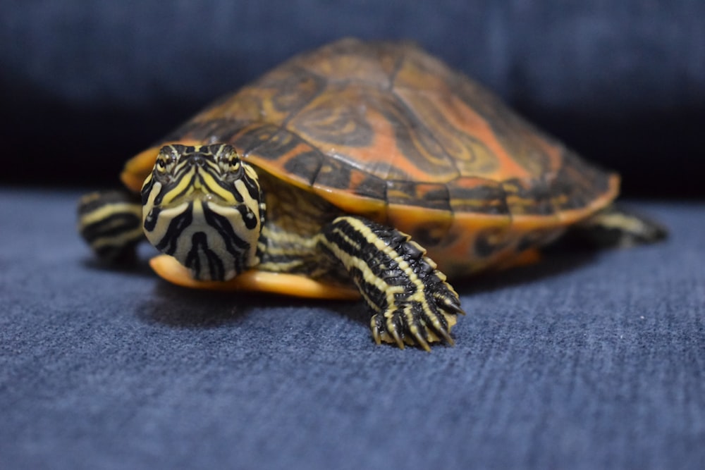 black and yellow turtle on gray textile