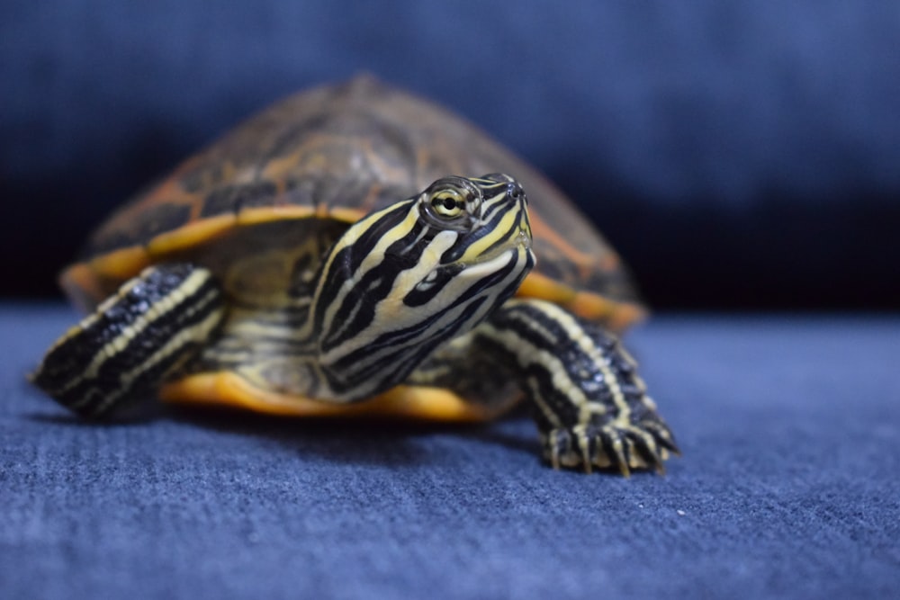 black and yellow turtle on white sand