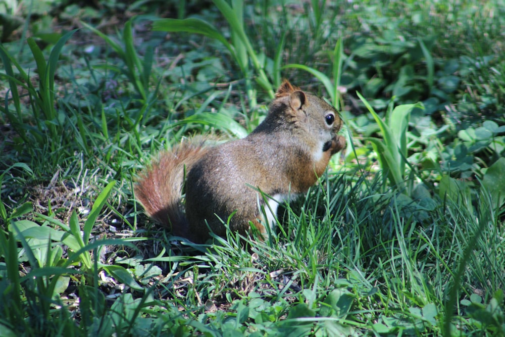 brown squirrel on green grass during daytime