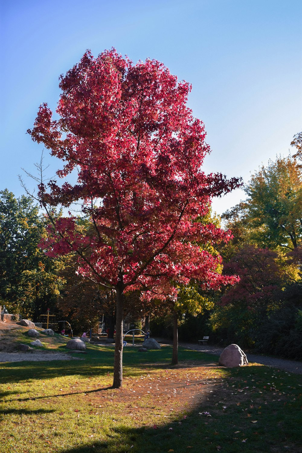 red and green trees on green grass field during daytime