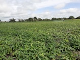 Farmer inspecting cassava plants in a green agricultural field.
