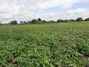 A vibrant African farmer tending to lush green crops under a clear sky.
