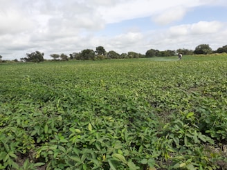 A vast green field filled with lush vegetation under a cloudy sky. A person is tending to the plants, indicating agricultural activity. Trees line the horizon in the background.