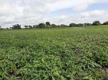 A vast green field filled with lush vegetation under a cloudy sky. A person is tending to the plants, indicating agricultural activity. Trees line the horizon in the background.
