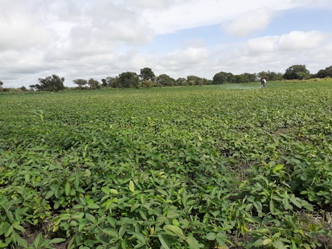 A vast green field filled with lush vegetation under a cloudy sky. A person is tending to the plants, indicating agricultural activity. Trees line the horizon in the background.
