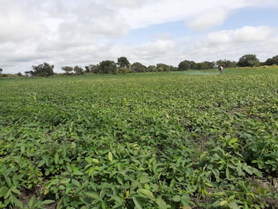 Farmer inspecting cassava plants in a green agricultural field.