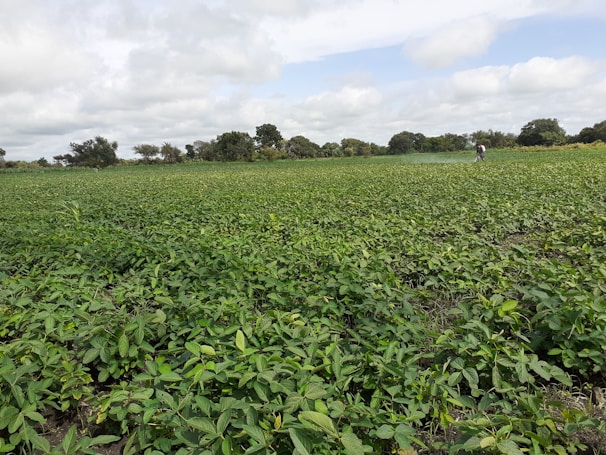A vast green field filled with lush vegetation under a cloudy sky. A person is tending to the plants, indicating agricultural activity. Trees line the horizon in the background.