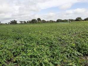 A farmer tending to a lush green field under a clear sky.