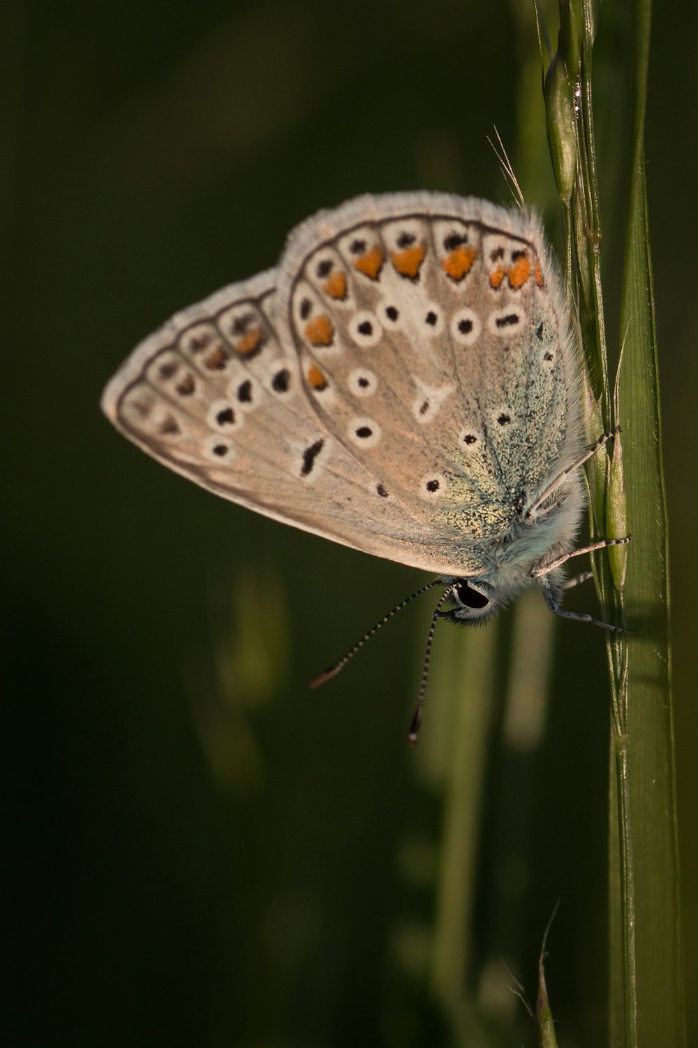 borboleta marrom e branca na planta verde
