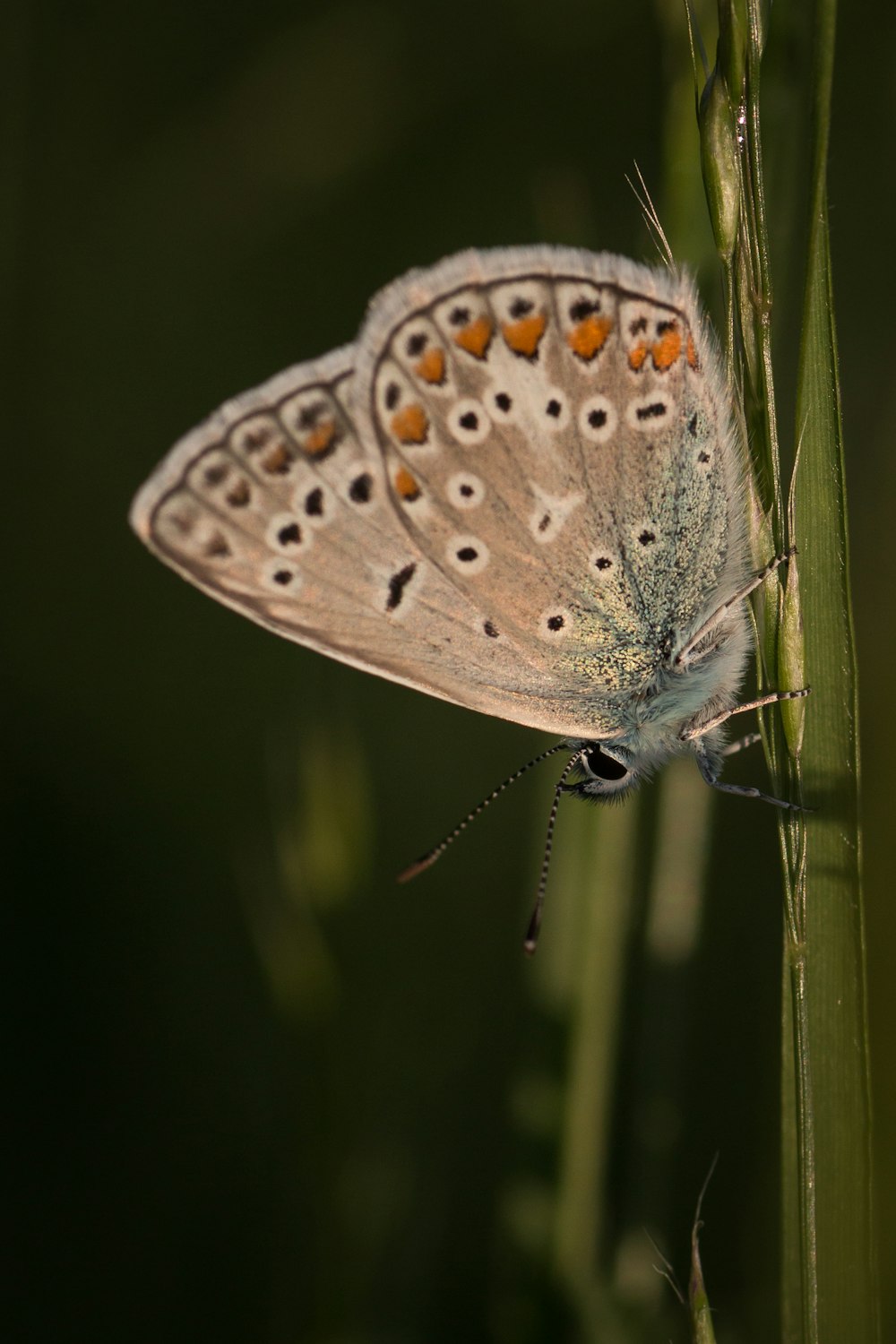 brown and white butterfly on green plant