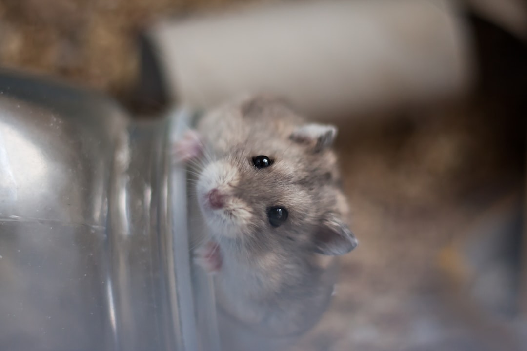 brown rodent in clear glass container