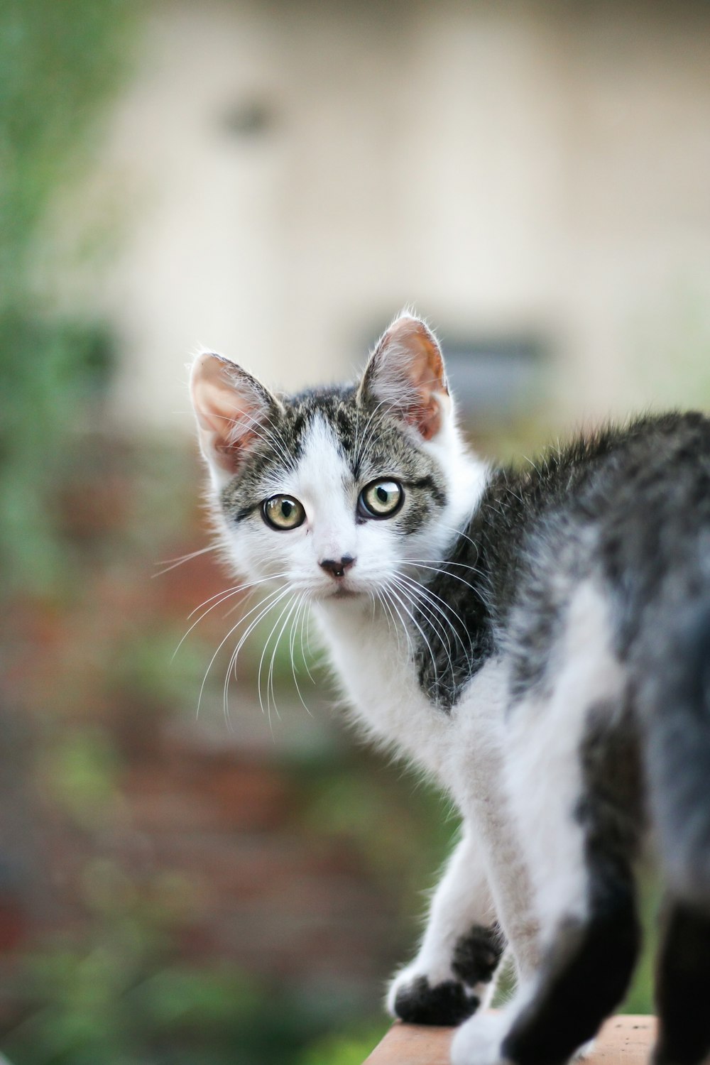 white and black cat on brown ground