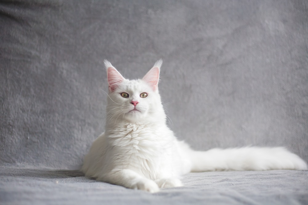 chat blanc sur textile blanc