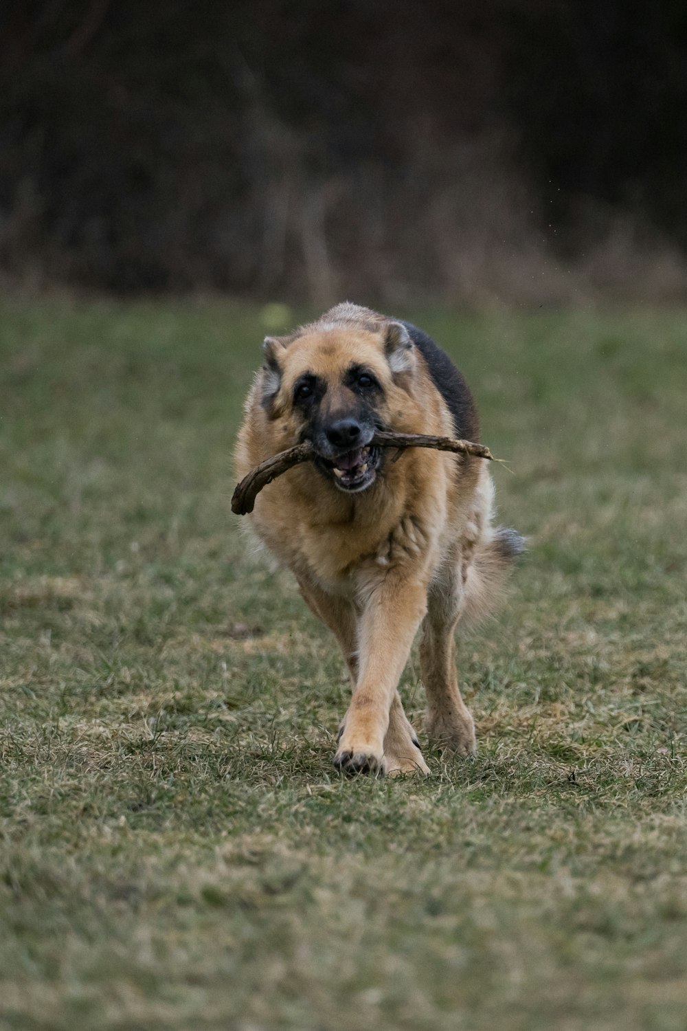 brown and black short coated dog on green grass field during daytime