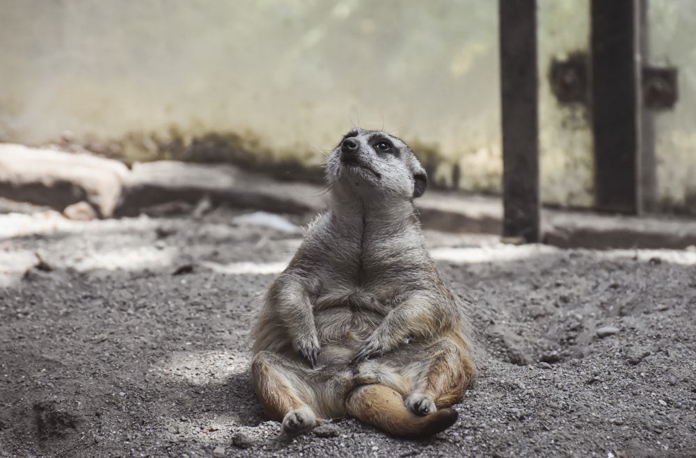 brown and white animal on gray sand during daytime