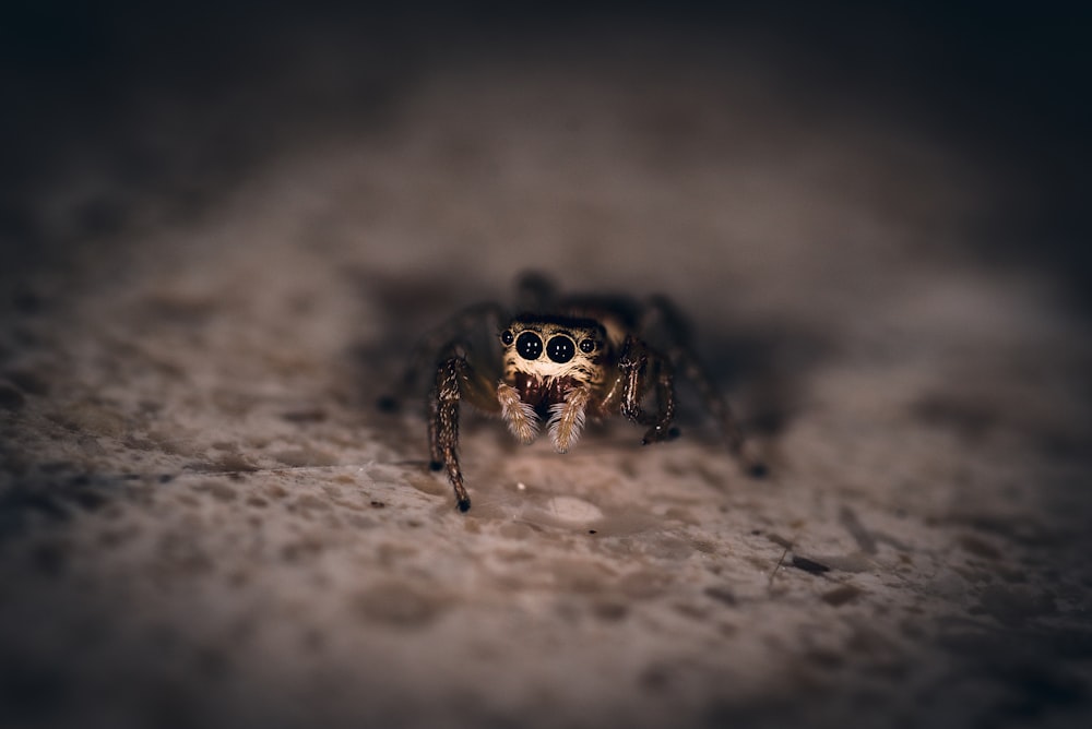 black and brown jumping spider on gray concrete floor
