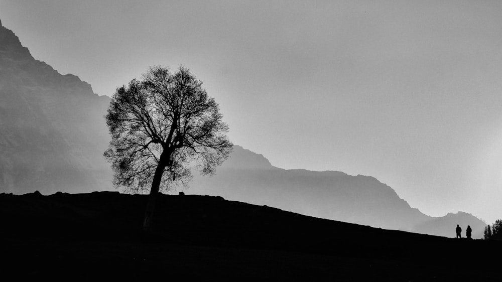 leafless tree on hill under cloudy sky