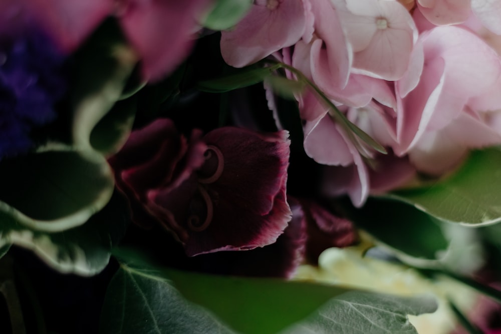 pink rose in bloom during daytime