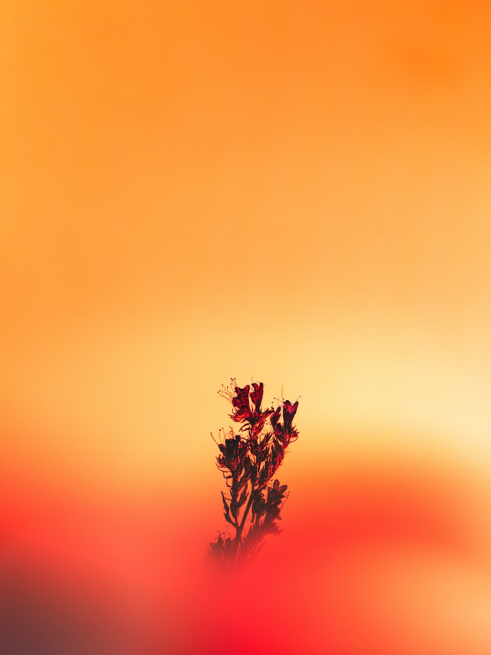 Flor roja sobre fondo naranja