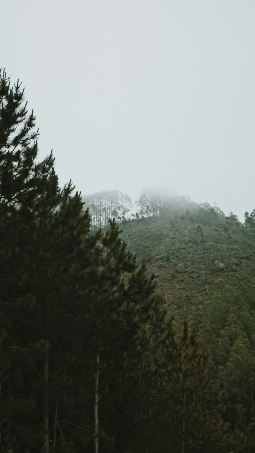 a group of pine trees on a foggy day