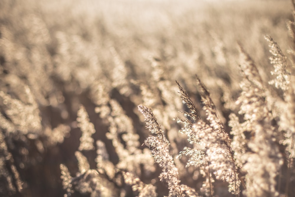 brown plant in close up photography