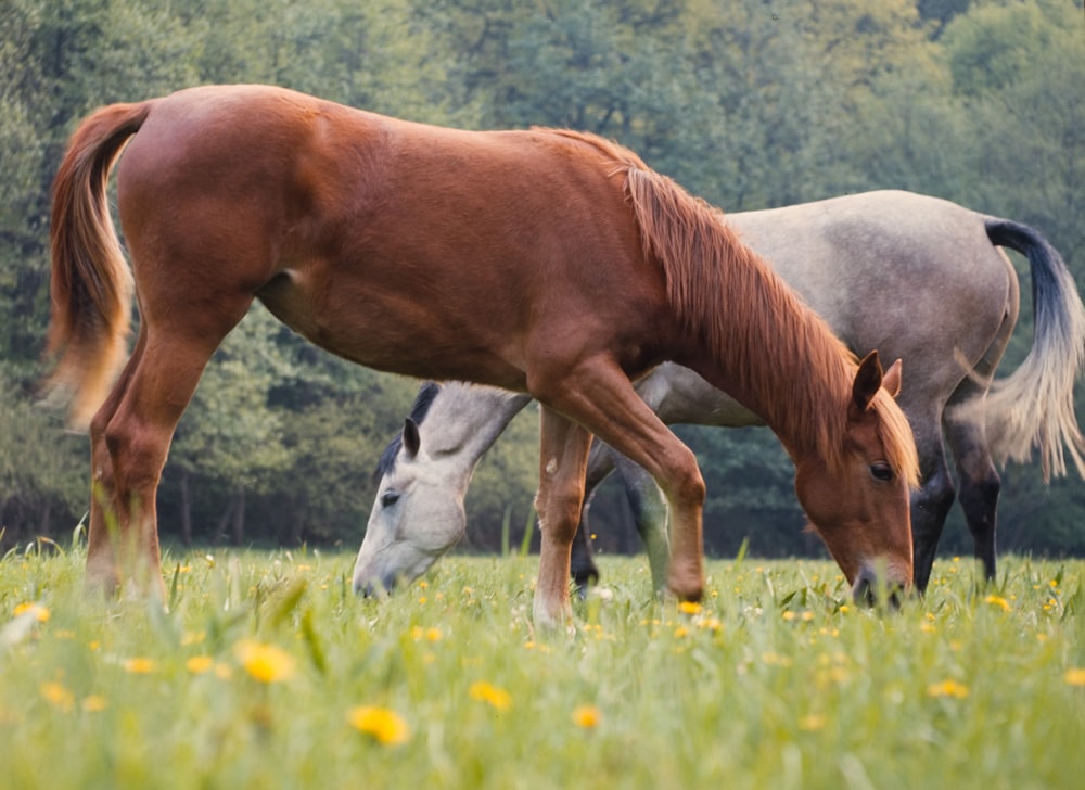 brown horse on green grass field during daytime