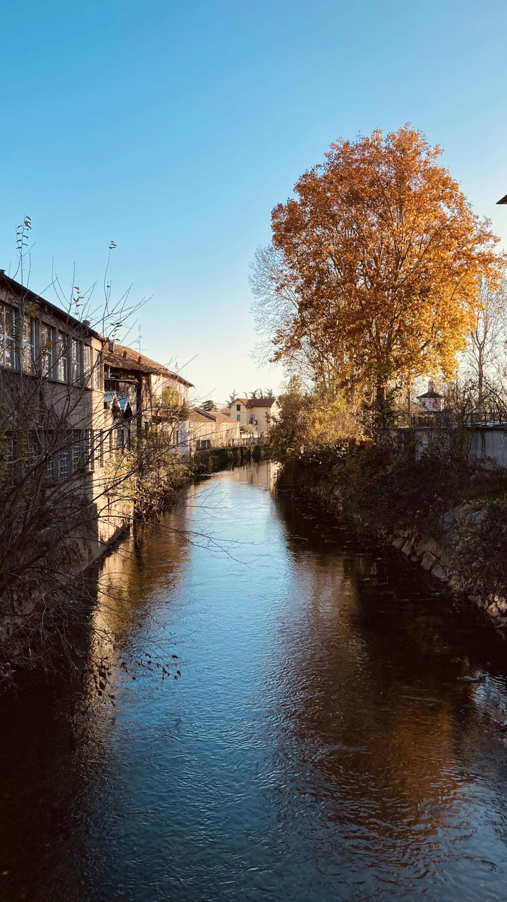 brown trees beside river under blue sky during daytime