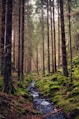 river in the middle of forest during daytime