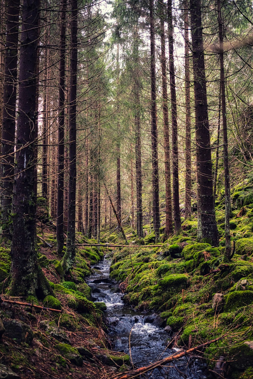 river in the middle of forest during daytime