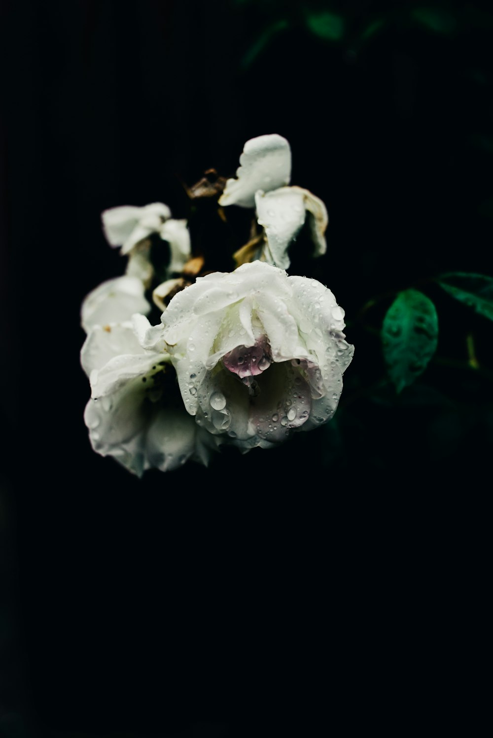 white flower with green leaves