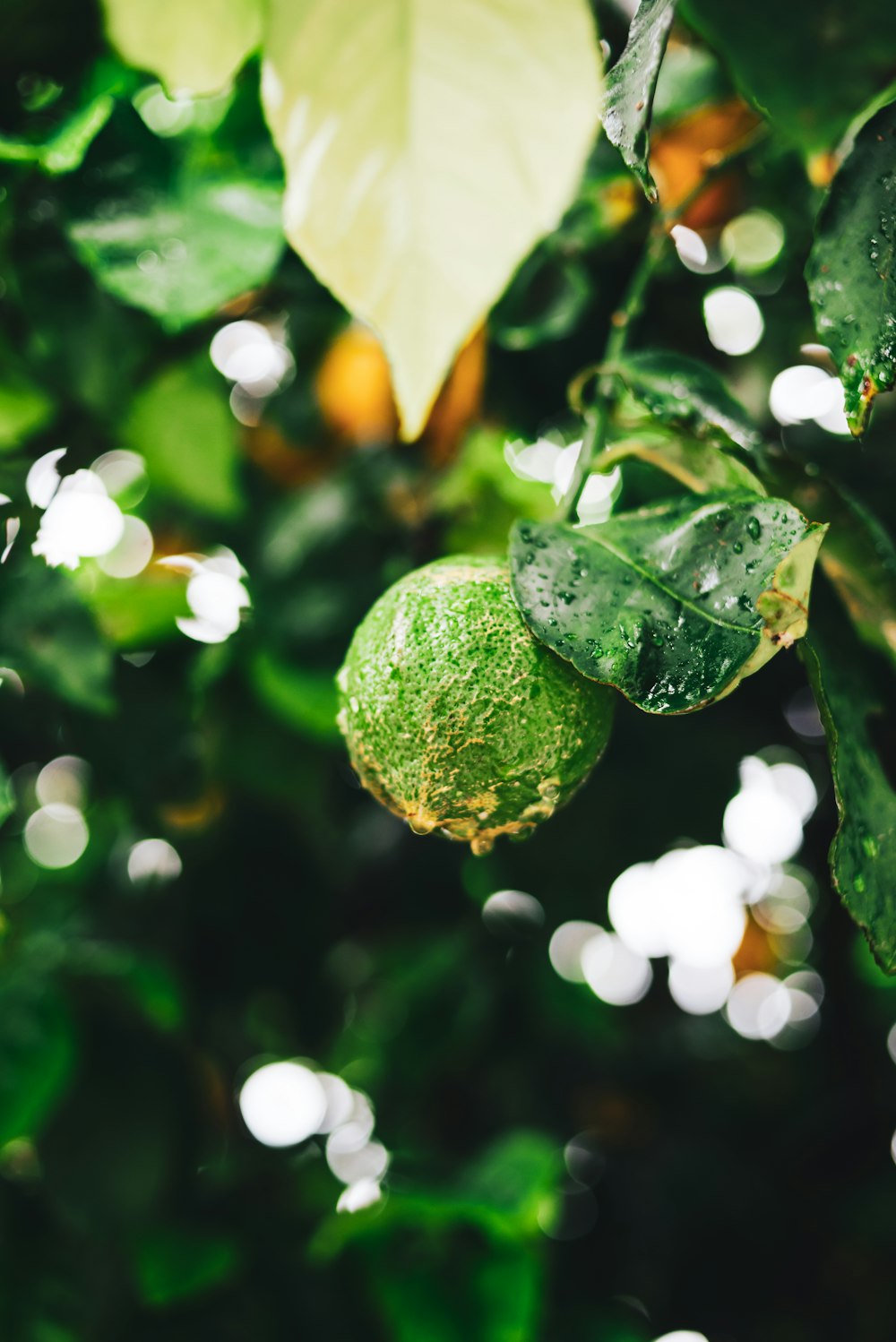 green round fruit on green leaves