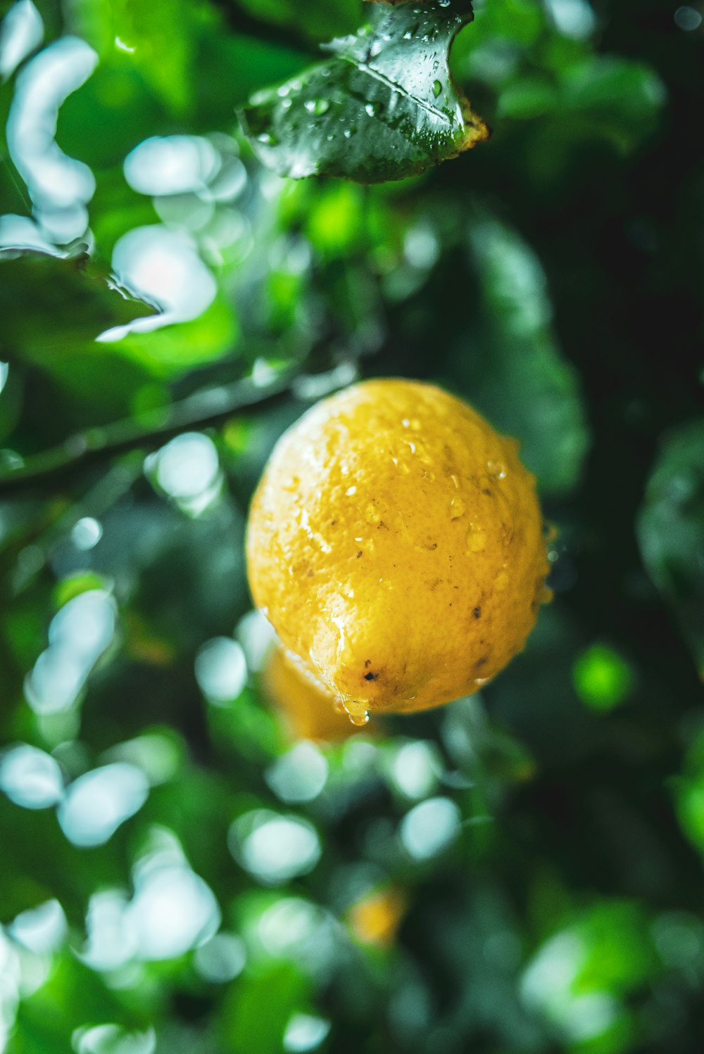 yellow fruit in tilt shift lens