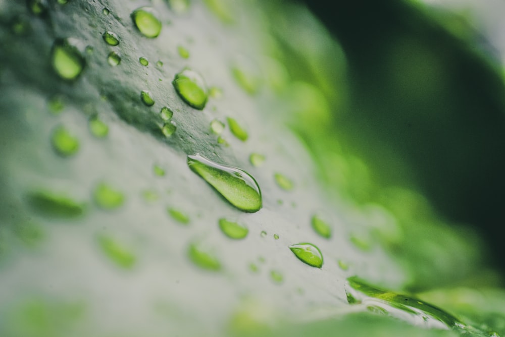 water droplets on green leaf