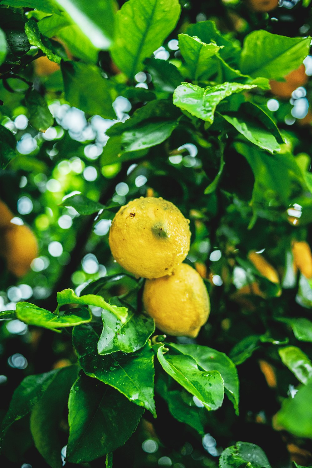 yellow lemon fruit on green leaves
