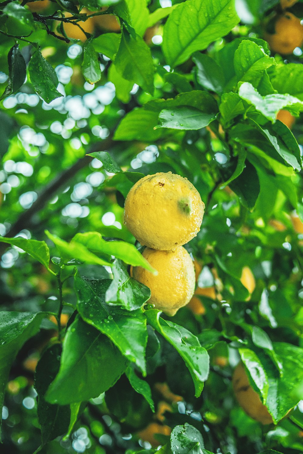 Fruto amarillo sobre hojas verdes