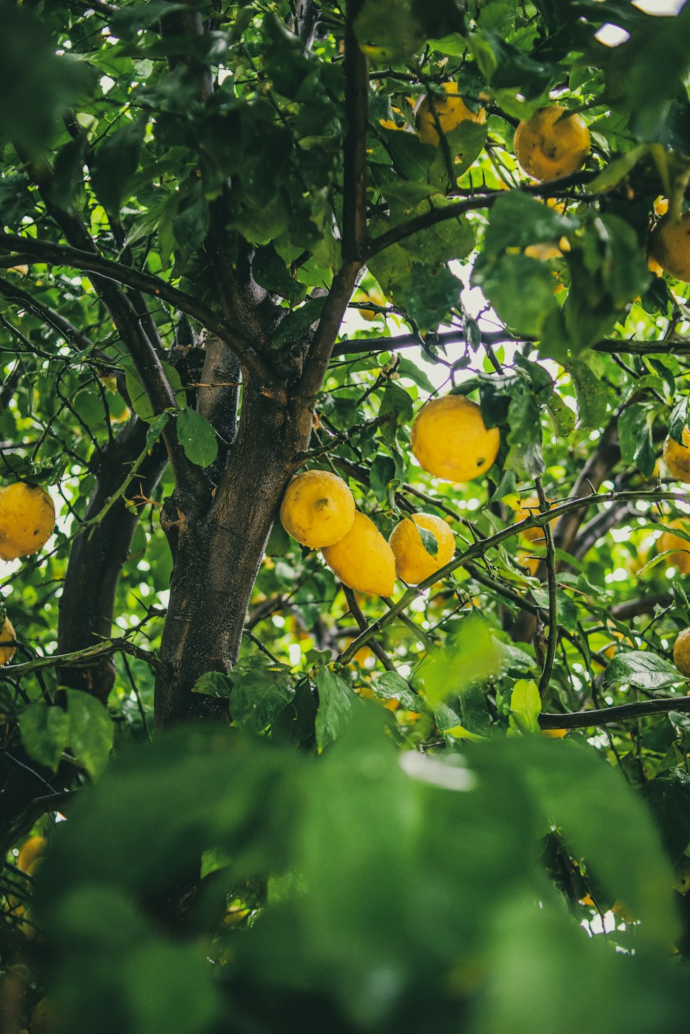 yellow lemon fruit on tree