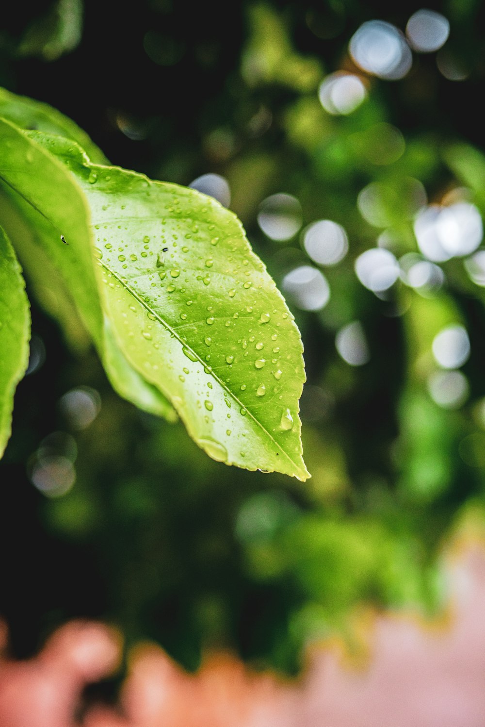 green leaf with water droplets