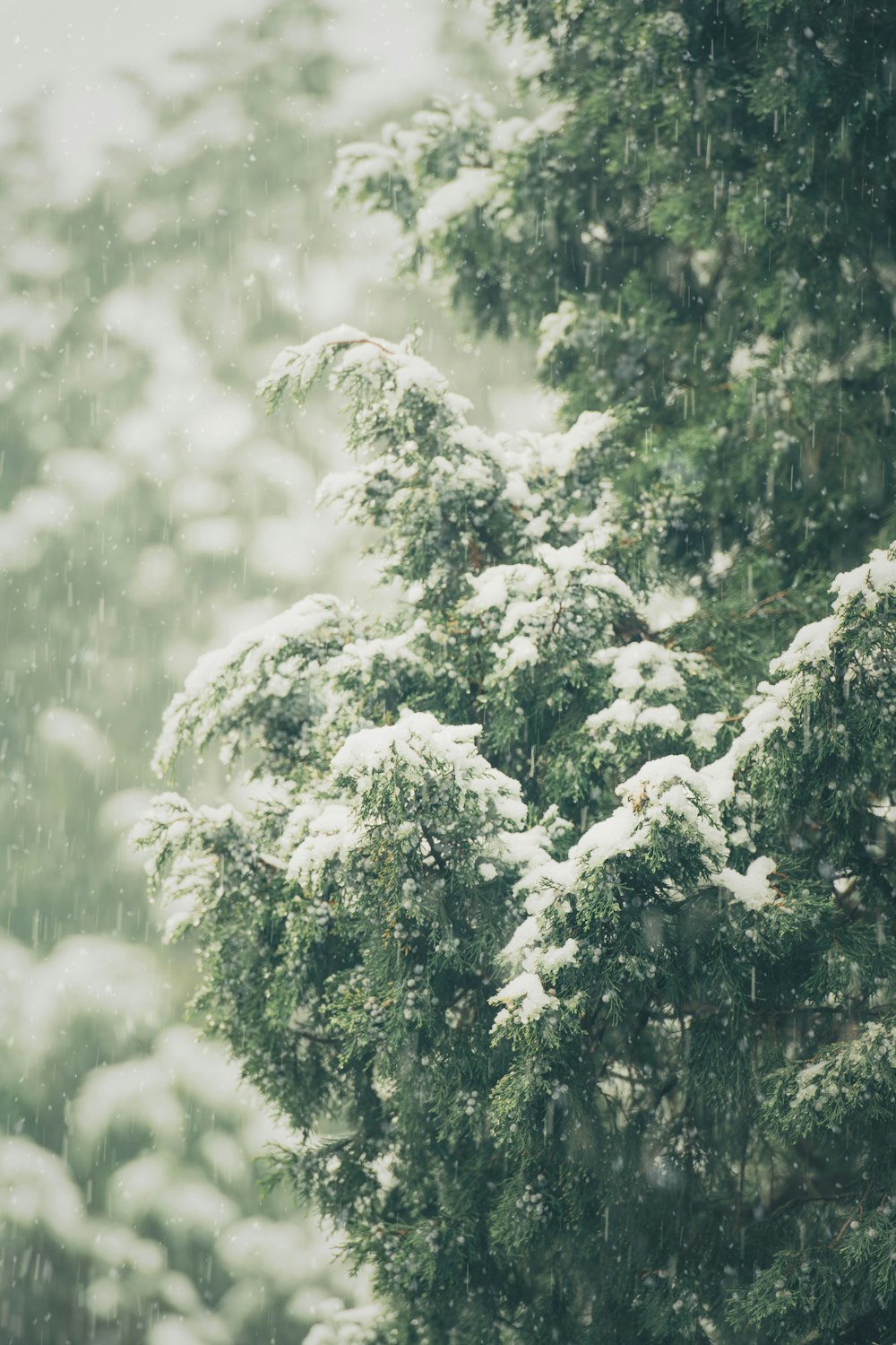 white and green tree during daytime