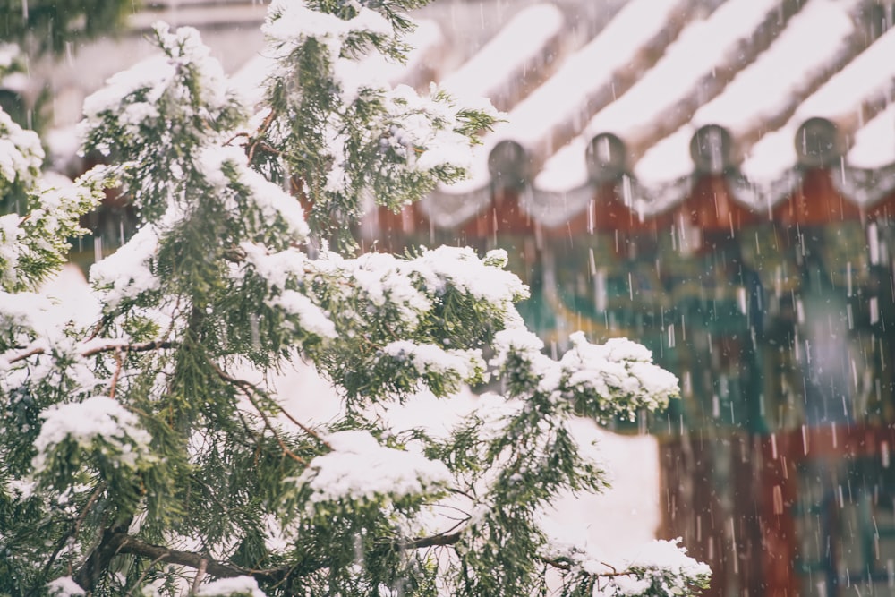 green pine tree covered with snow