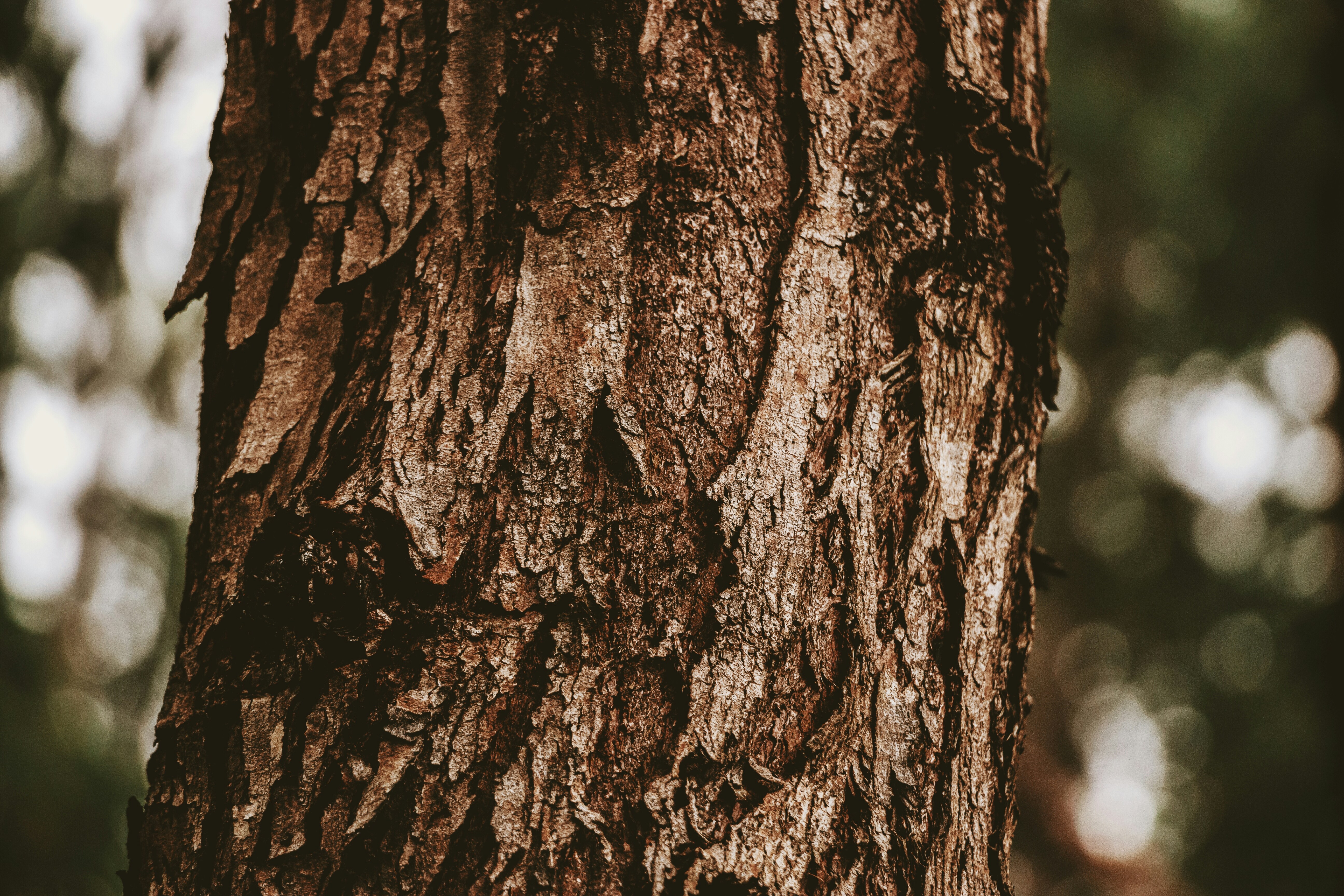brown tree trunk in close up photography