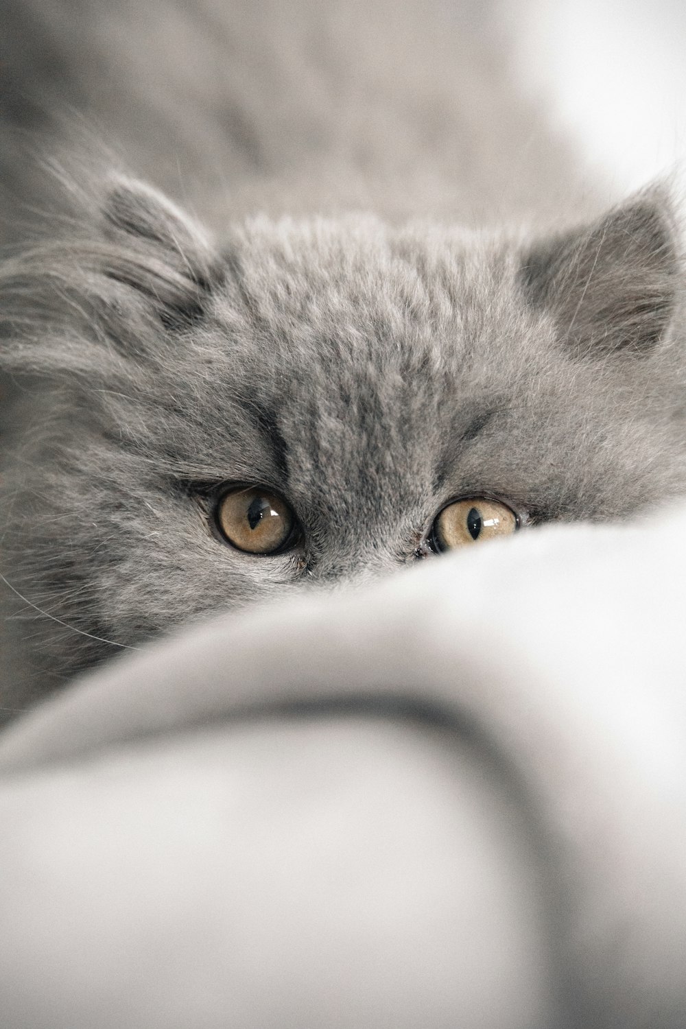 russian blue cat on white textile