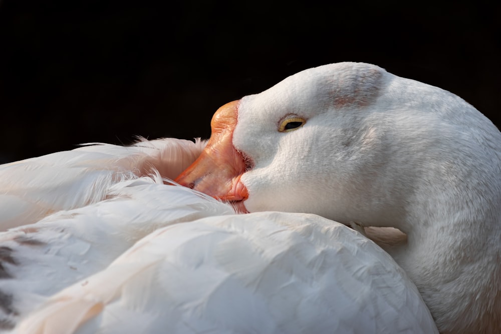 white duck on white textile