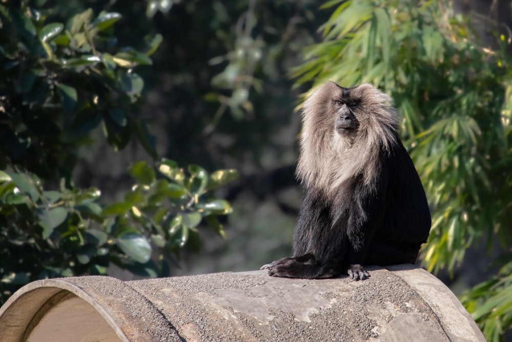 brown monkey on gray concrete wall during daytime