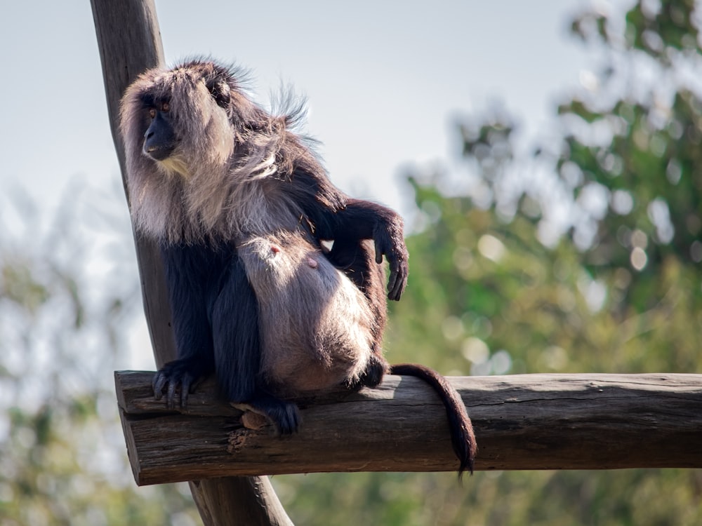 brown monkey on brown wooden table during daytime