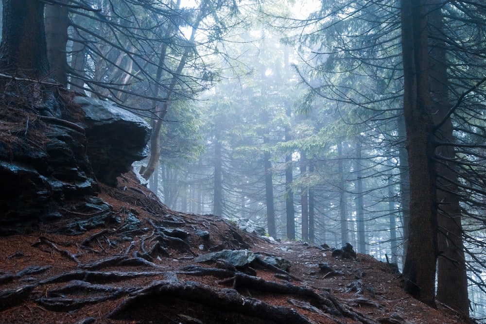 brown tree trunk on forest during daytime