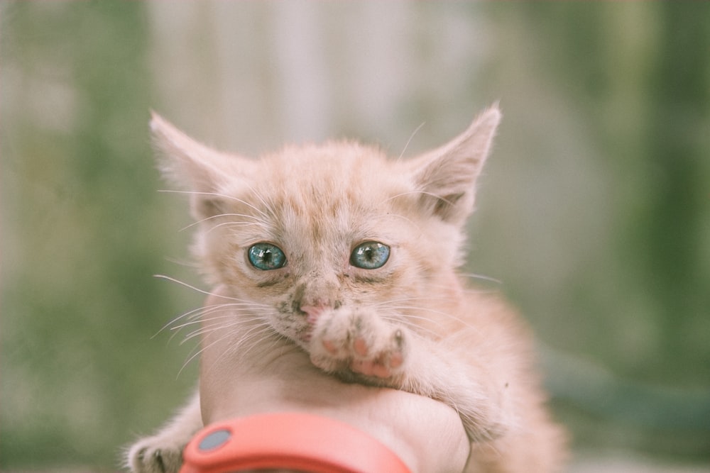 orange tabby kitten on persons hand