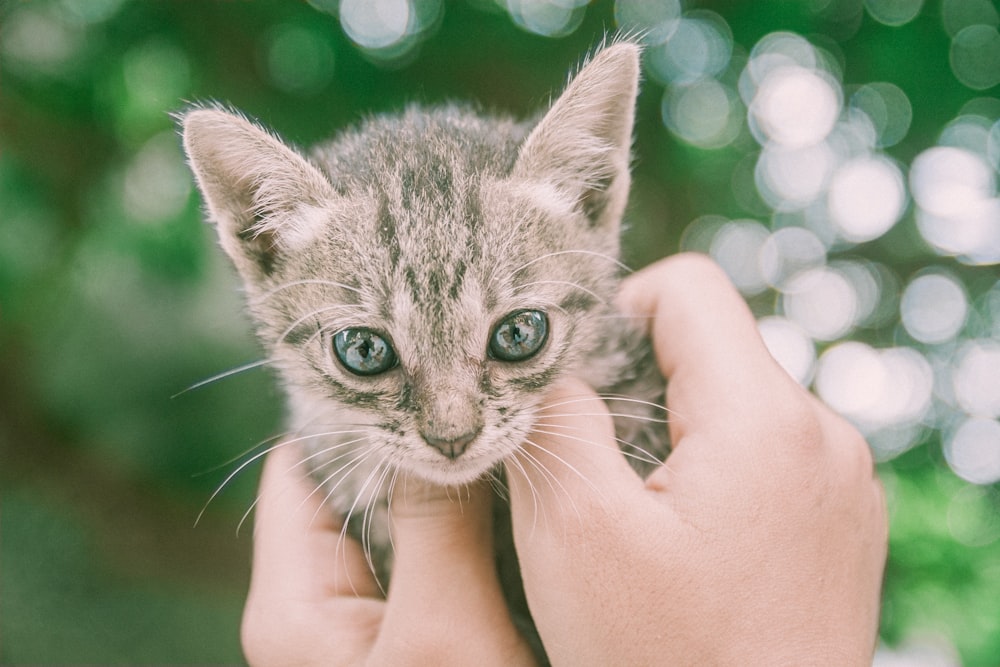 person holding silver tabby kitten